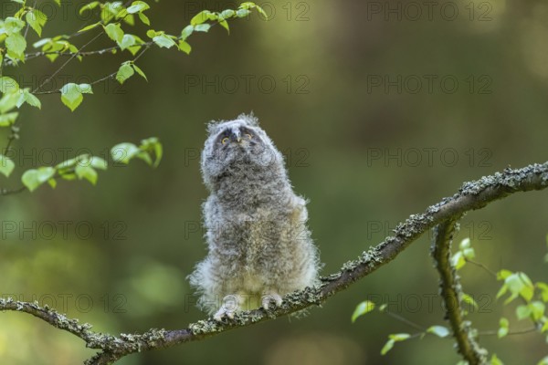 One young long-eared owl (Asio otus), sitting on a branch of a tree. Green vegetation in the background
