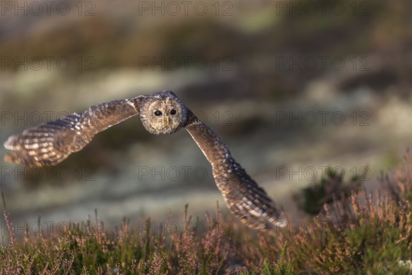 One tawny owl or brown owl (Strix aluco) flying over heather near a forest. Forest in the background