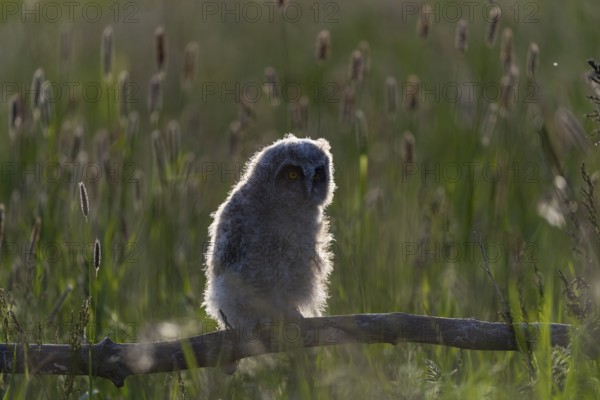 One young long-eared owl (Asio otus), sitting on a branch that is lying in a meadow. Green vegetation in the background. Backlit scene