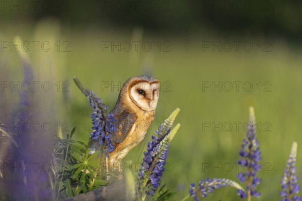 One barn owl (Tyto alba) sitting on a branch lying in a field of flowering lupines in late evening light