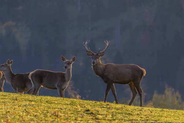 One Red Deer stag (Cervus elaphus) standing on a meadow in last light with a forest in mist and fall foliage in the background. Backlit scene