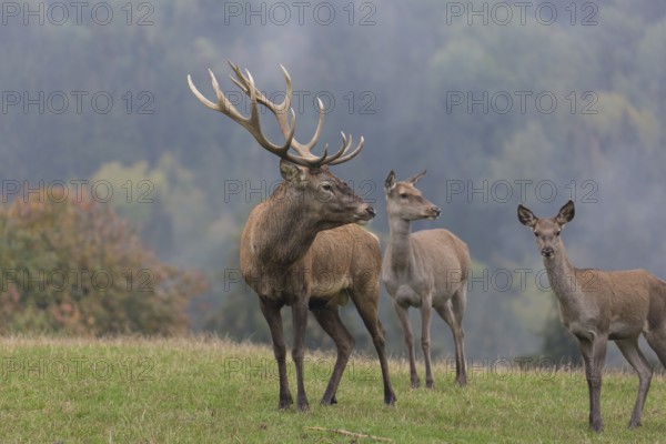 Red Deer buck and doe standing on a meadow in autumn. Fog and trees in the background