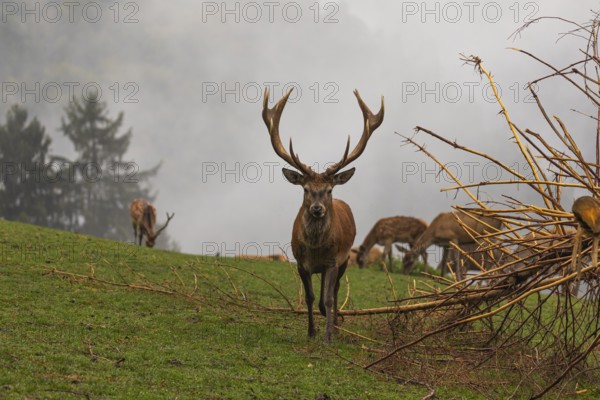 One strong Red Deer stag (Cervus elaphus) walking over a green meadow. More red deer and a forest in early morning mist in the background