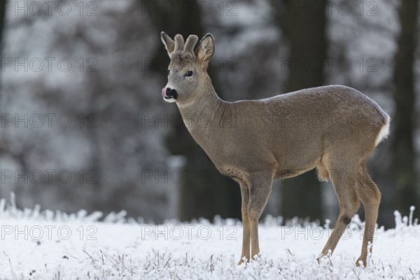 Roe deer standing in hoar frosted dead stinging nettle at minus 15 °C. Trees in background