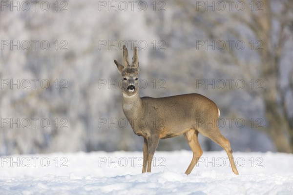 One male Roe Deer, (Capreolus capreolus), walking over a snowy meadow. Snow covered trees in the background