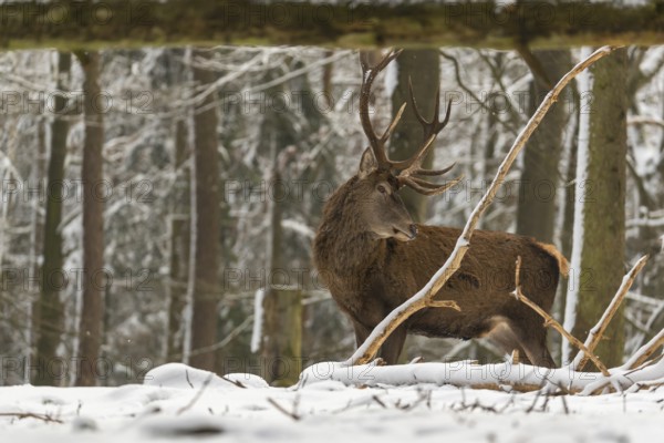 One Red Deer stag standing in a snow covered dense forest in winter