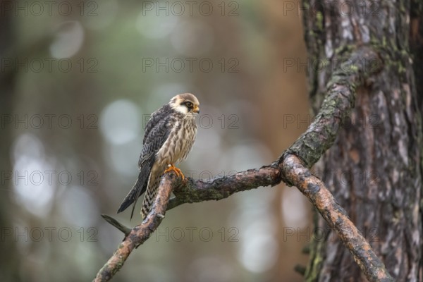 One female red-footed falcon (Falco vespertinus) sitting on a branch of a tree in a forest. Green vegetation in the background