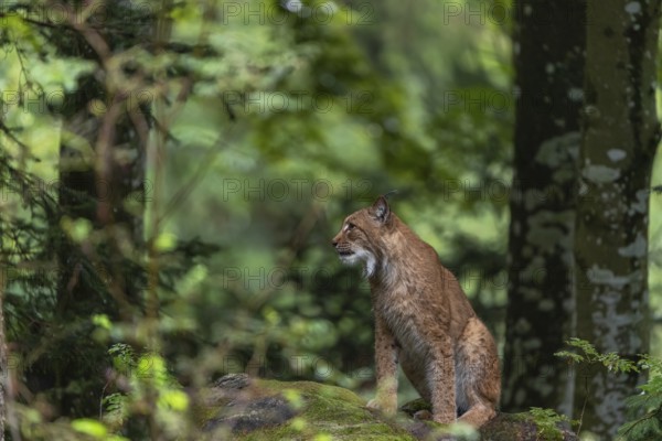 One adult Eurasian lynx, (Lynx lynx), sitting in a forest on mossy rocks