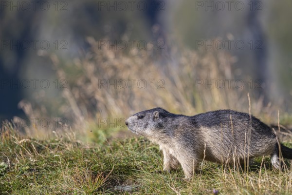 One young Alpine Marmot, Marmota marmota sitting in front of blooming grass in early morning light