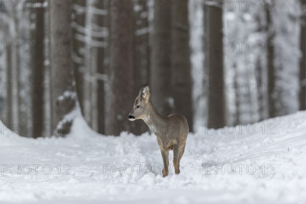 One young male Roe Deer, Roe buck (Capreolus capreolus), walking through a forest in deep snow. Trees in the background