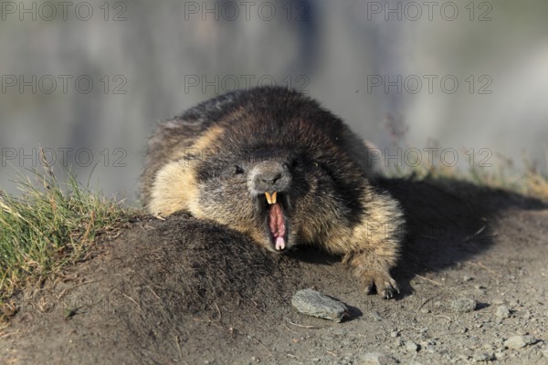 One adult Alpine Marmot, Marmota marmota, resting on a rim of a soil, yawning
