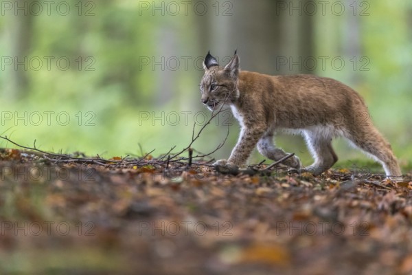 One young Eurasian lynx, (Lynx lynx), walking thru a forest. Green vegetation around him