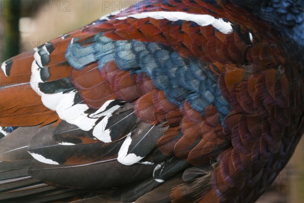 Hume's pheasant (Syrmaticus humiae), also known as bar-tailed pheasant, a detailed study of a adult male bird's plumage, native to north Burma and the Naga Hills in northeastern India, captive, Germany, Europe