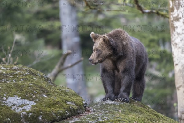 One young eurasian brown bear (Ursus arctos arctos) walking over mossy rocks in late sunlight. Green vegetation in the background