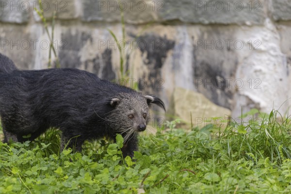 One binturong (Arctictis binturong), or bearcat walking over green grass with rocks in the background