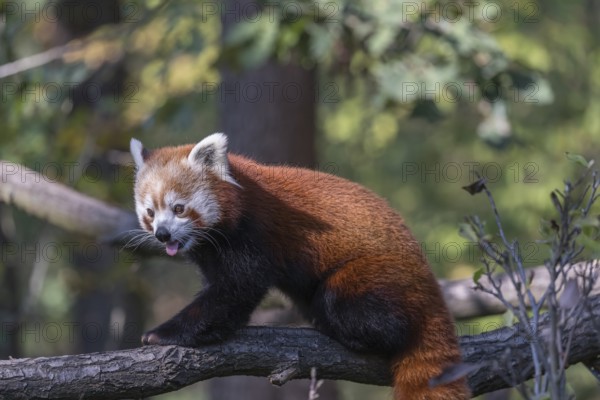 One red panda, Ailurus fulgens, walking on a branch high in a tree on a sunny day