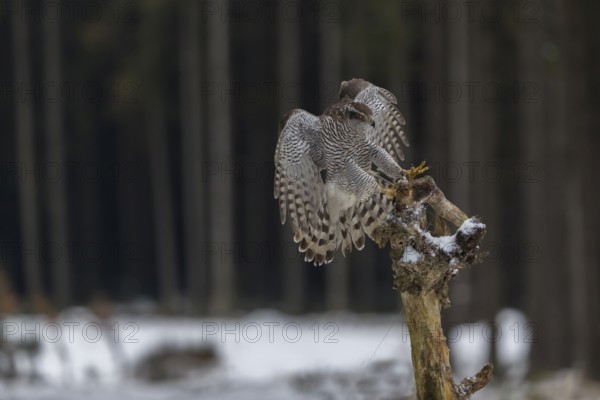 Northern goshawk, Accipiter gentilis, flying through a forest in winter and lands on a dead branch of a tree