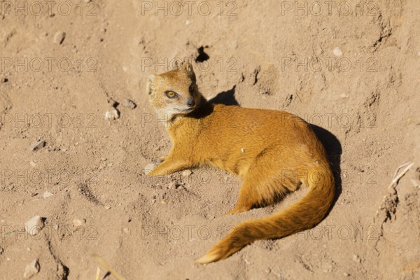 One yellow mongoose, Cynictis penicillata, or red meerkat resting on sand, eyes open