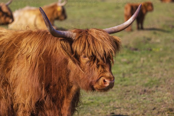 One Highland cow (Bos (primigenius) taurus) stands on a meadow. Some more in the background rest on the meadow