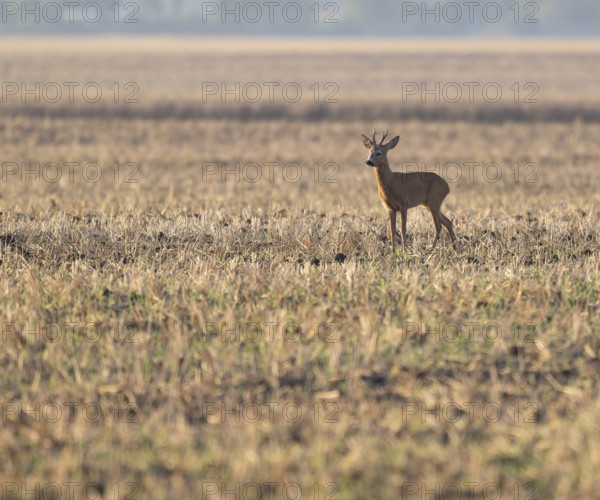 Roe deer (Capreolus capreolus), roebuck standing on a harvested field, wildlife, Thuringia, Germany, Europe
