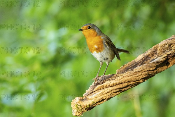 European robin (Erithacus rubecula) Germany