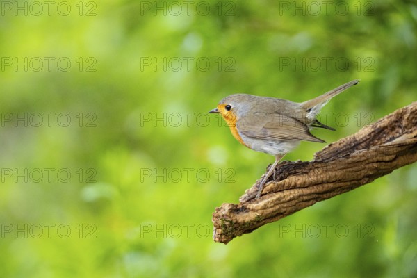 European robin (Erithacus rubecula) Germany