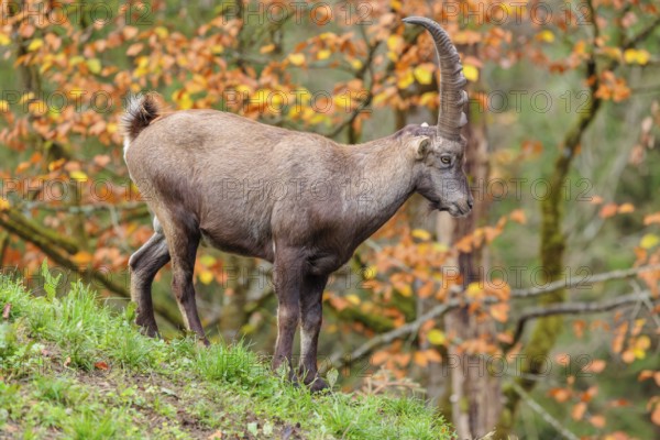 A male ibex (Capra ibex) walks down a hill on a green meadow on a cloudy day. A forest in autumn leaves can be seen in the background