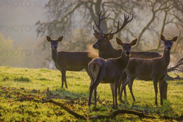 A herd of red deer hind and a stag (Cervus elaphus) stand backlit on a meadow. Early morning light with a forest in mist and fall foliage in the background