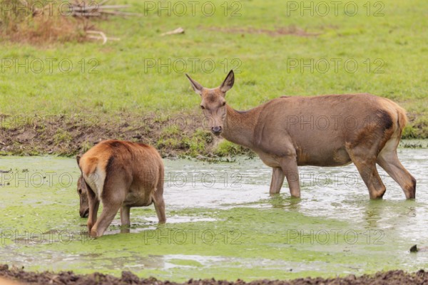 A red deer hind (Cervus elaphus) and her calf stand in a puddle in a meadow and drink