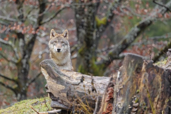 An adult female grey wolf (Canis lupus lupus) stands in a meadow behind a tree trunk on a hill and observes the surroundings