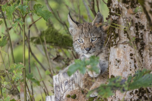 One young (10 weeks old) male Eurasian lynx, (Lynx lynx), resting in a tree with cut branches
