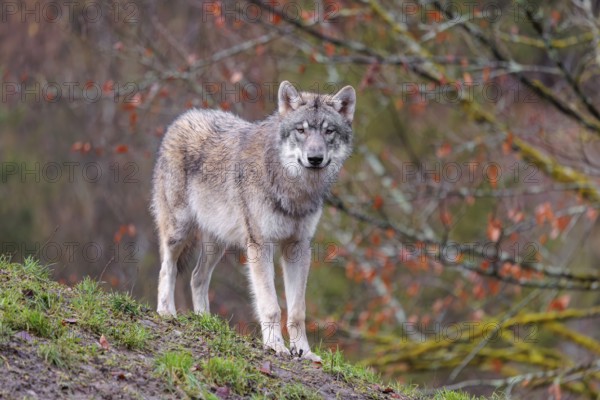 A young grey wolf (Canis lupus lupus) stands at the edge of the forest on a cloudy day and observes the surroundings