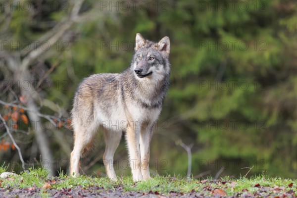 A young grey wolf (Canis lupus lupus) stands at the edge of the forest on a cloudy day and observes the surroundings