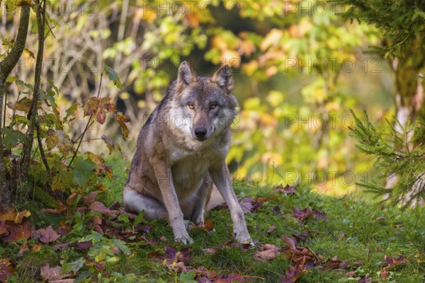 A Eurasian gray wolf (Canis lupus lupus) sits in a meadow on a hill, watching something. Colorful foliage can be seen in the background