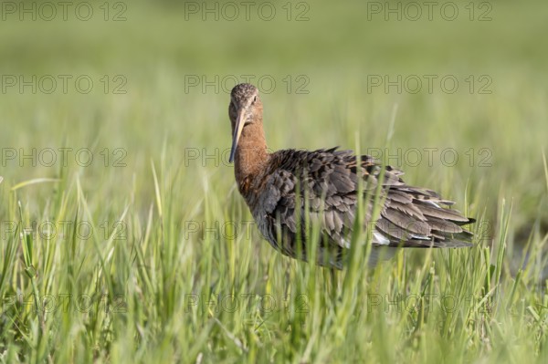 Black-tailed godwit (Limosa limosa), Ochsenmoor, Dümmer, Lemförde, Lower Saxony, Germany, Europe