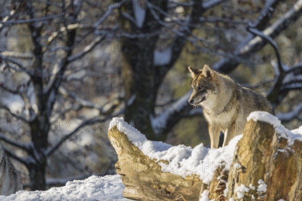 A young grey wolf (Canis lupus lupus) stands on the snow-covered fallen tree at the edge of a forest on a cold, sunny day