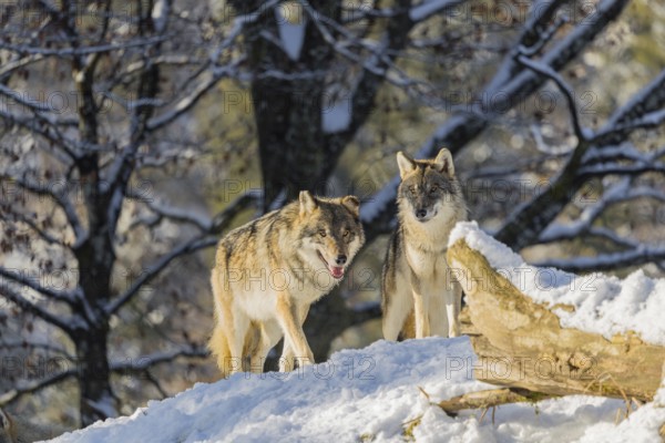 Two grey wolves (Canis lupus lupus) stand on the snow-covered fallen tree at the edge of a forest on a cold, sunny day