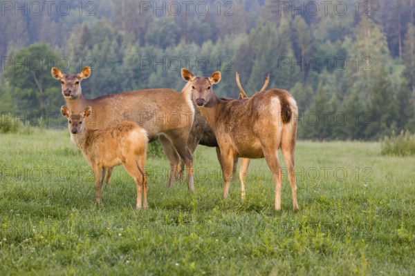 Two Sambar hinds with a fawn and a stag (Rusa unicolor), stand on a meadow in first morning light