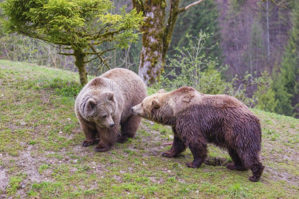 A female and a male eurasian brown bear (Ursus arctos arctos) meet each other the first time on a small ridge