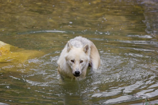 An Arctic wolf (Canis lupus arctos) stands in a pool of water below a small waterfall