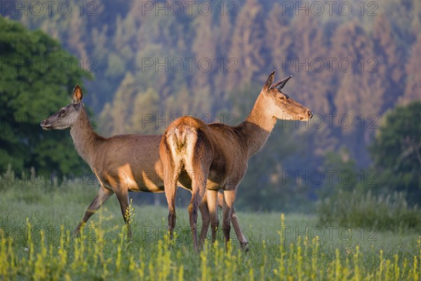 Two Altai maral hinds, Altai wapiti or Altai elk (Cervus canadensis sibiricus) stand in a meadow in the very first light of the day