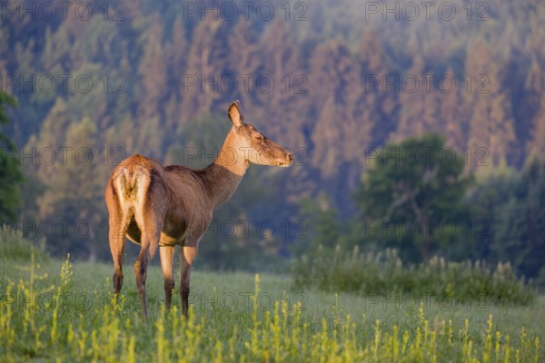 An Altai maral hind, Altai wapiti or Altai elk (Cervus canadensis sibiricus) stands in a meadow in the very first light of the day