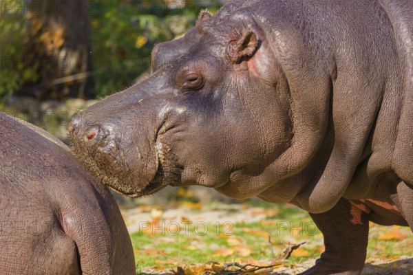 Two hippopotamus or hippo (Hippopotamus amphibius), standing on a river bank