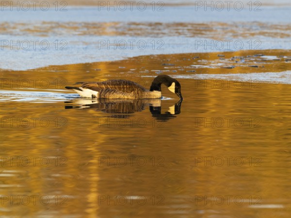 Canada goose (Branta canadensis), adult bird, swimming across a partially frozen lake with its reflection in the water, in late evening winterly light, Hesse, Germany, Europe