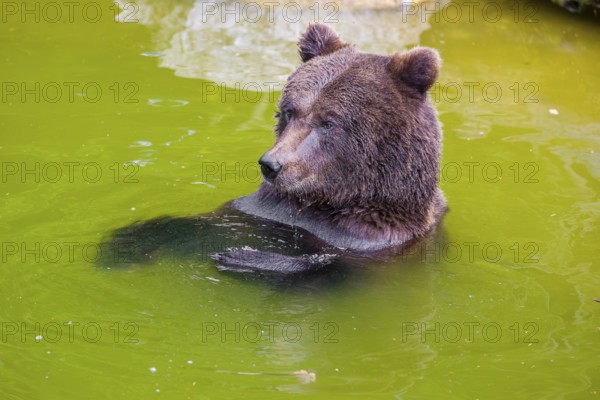 A young male Eurasian brown bear (Ursus arctos arctos) playing in a small pond