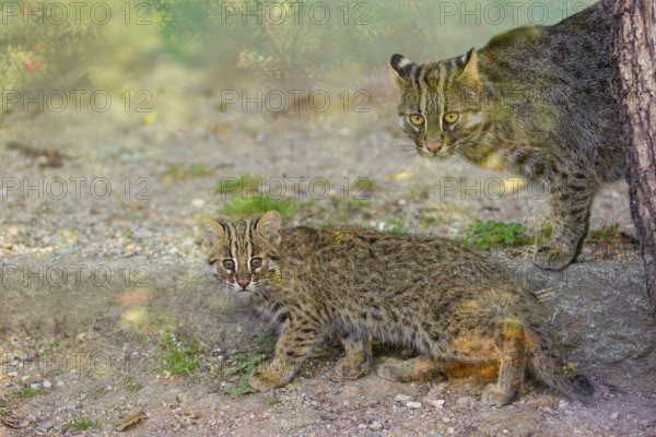 A 3 month old Amur Leopard Cat, Prionailurus bengalensis euptilurus with its mother walk across dry soil