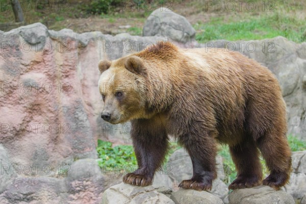 A Kamchatka brown bear (Ursus arctos piscator) runs across rocky terrain