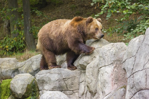 A Kamchatka brown bear (Ursus arctos piscator) runs across a rocky area in front of a forest