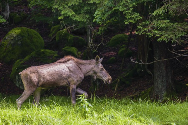 An adult female moose, Alces alces, walks across a meadow of tall, fresh, green grass at the edge of the forest