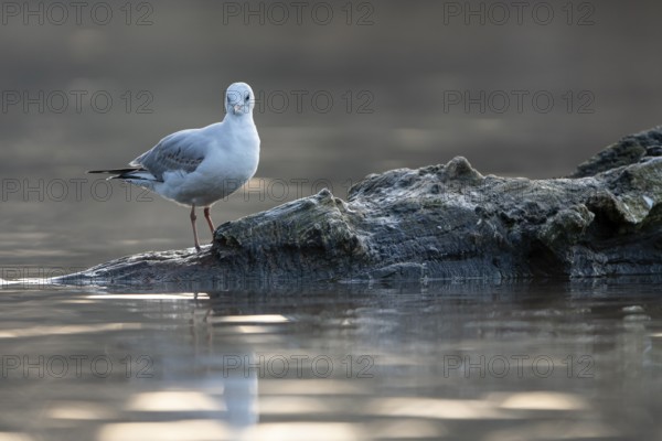 Black-headed Black-headed Gull (Chroicocephalus ridibundus), in a sable plumage, resting on a branch in the water, Heiligenhaus, North Rhine-Westphalia, Germany, Europe